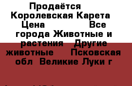 Продаётся!     Королевская Карета › Цена ­ 300 000 - Все города Животные и растения » Другие животные   . Псковская обл.,Великие Луки г.